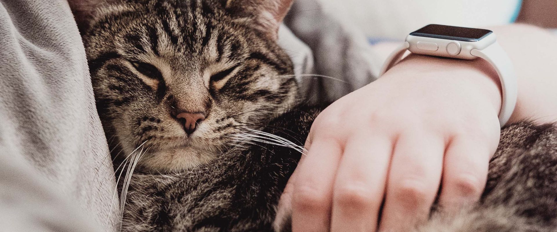 Cat sleeps on persons bed_chris-abney-mAsKA0jFfeQ-unsplash